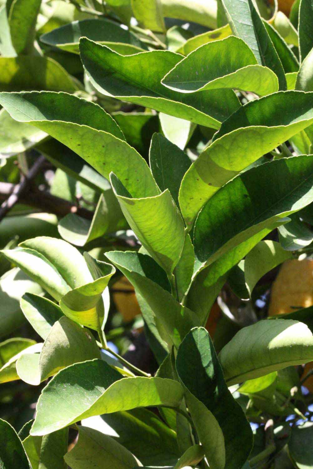              Sun leaves (Riverside, CA)       